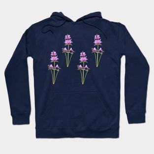 Stachys macrantha  Big Betony Hoodie